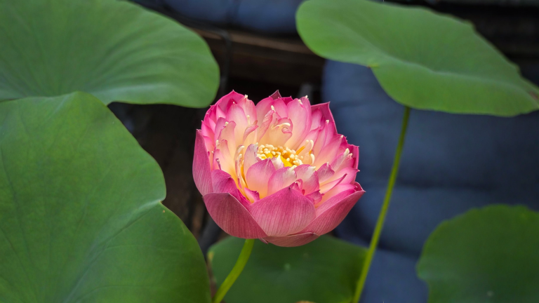 Fiore di loto in vaso: la pianta che fiorisce meglio se la lasci in pace