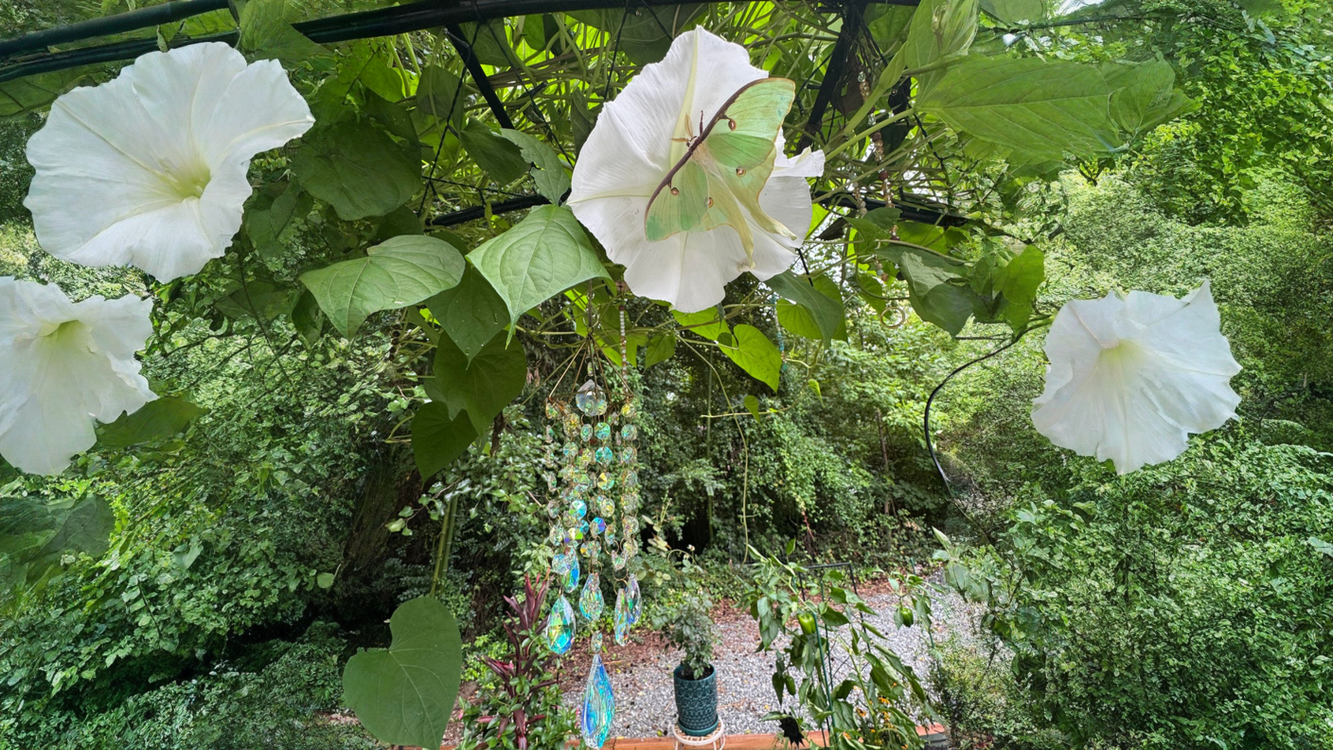 Fiori che si aprono di notte: l'orario segreto del giardino al buio, minuto per minuto