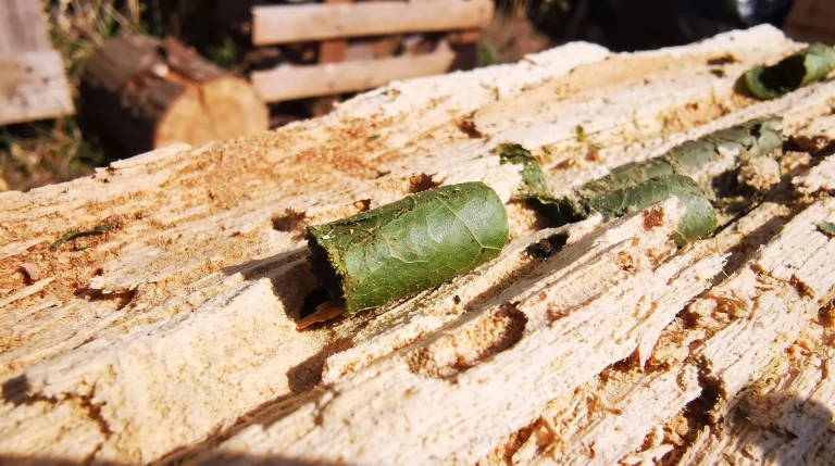 Foglie tagliate a cerchio perfetto in giardino? È l'ape tagliafoglie, non un parassita