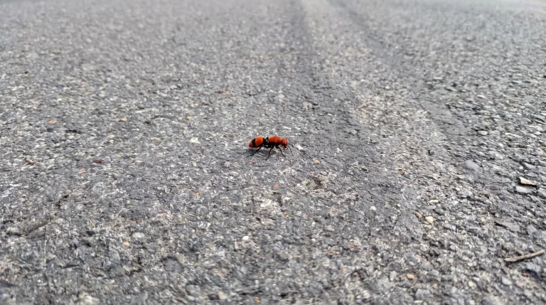 Formica di velluto: la finta formica rossa pelosa che in realtà è una vespa senza ali