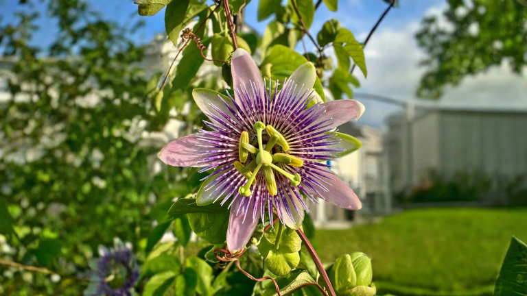 Formiche sulla passiflora e macchioline sulle foglie: non è un parassita, è la pianta che si difende