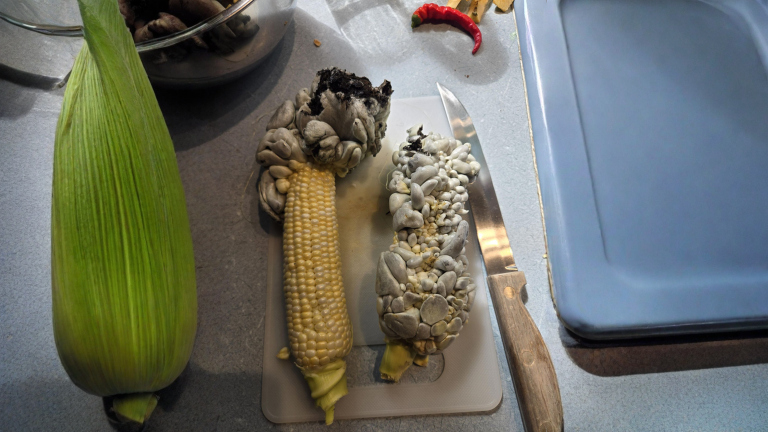 Galle grigie sulle pannocchie: non è mais rovinato, è huitlacoche (e si raccoglie in pochi giorni)