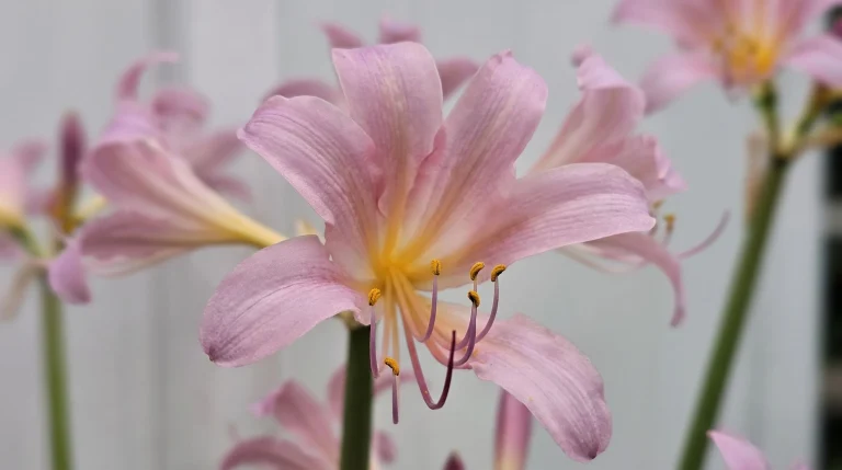 Giglio sorpresa (Lycoris squamigera): guida alla coltivazione e alla fioritura di fine estate