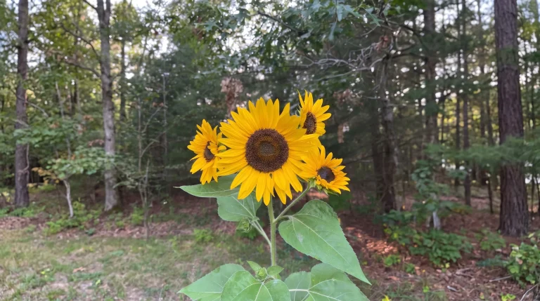 Girasole con più fiori su una pianta: perché succede e quando togliere i capolini secondari