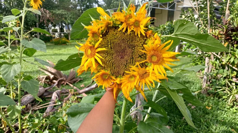 Girasole con più teste o corone di mini-fiori? Come leggere le mutazioni del girasole