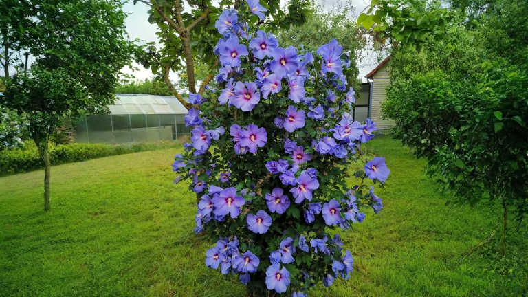 Ibisco blu: perché il fiore vira al malva dopo tre ore di sole e come ottenere il tono più freddo