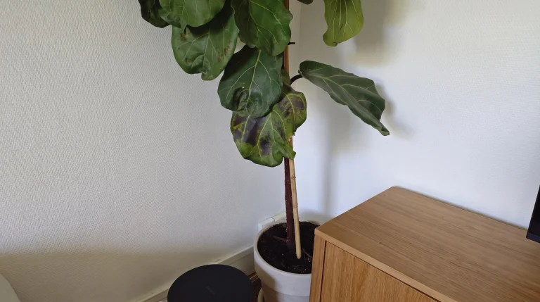 Il Ficus lyrata perde le foglie dopo il trasloco? Ecco come capire se è solo shock o marciume