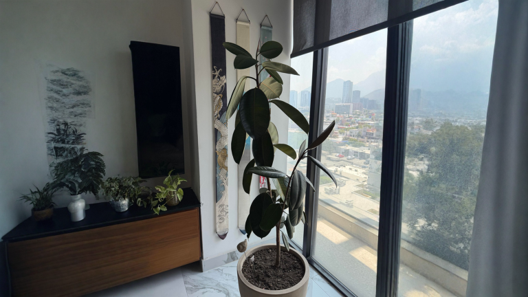 Il ficus elastica perde le foglie: le tre firme che ti dicono se è normale o se le radici sono in crisi