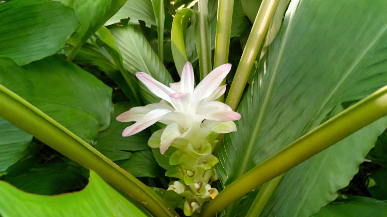Il fiore di curcuma in vaso: cosa sta dicendo davvero quel cono rosa di fine estate