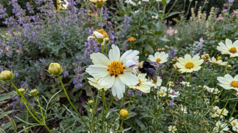 Il ragno granchio sui fiori: il cacciatore invisibile che si nasconde tra i petali gialli