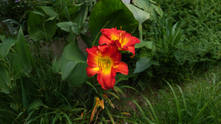 Incrociare emerocallidi: come creare una varietà tutta tua con fiori che vivono un solo giorno
