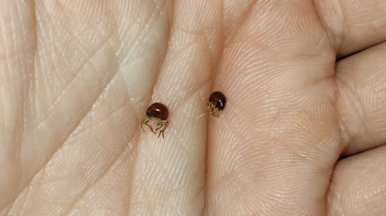 Insetto piccolo nero tondo e lucido in casa: non è una zecca, ecco cos'è davvero