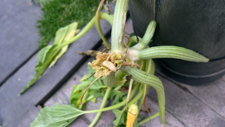 Larve nel fusto delle zucchine: come capire perché la pianta è collassata in 48 ore e come salvarla
