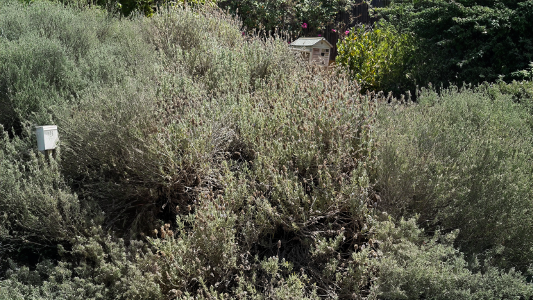 Lavanda grigia e secca ad agosto: come capire se è viva e fin dove puoi tagliare
