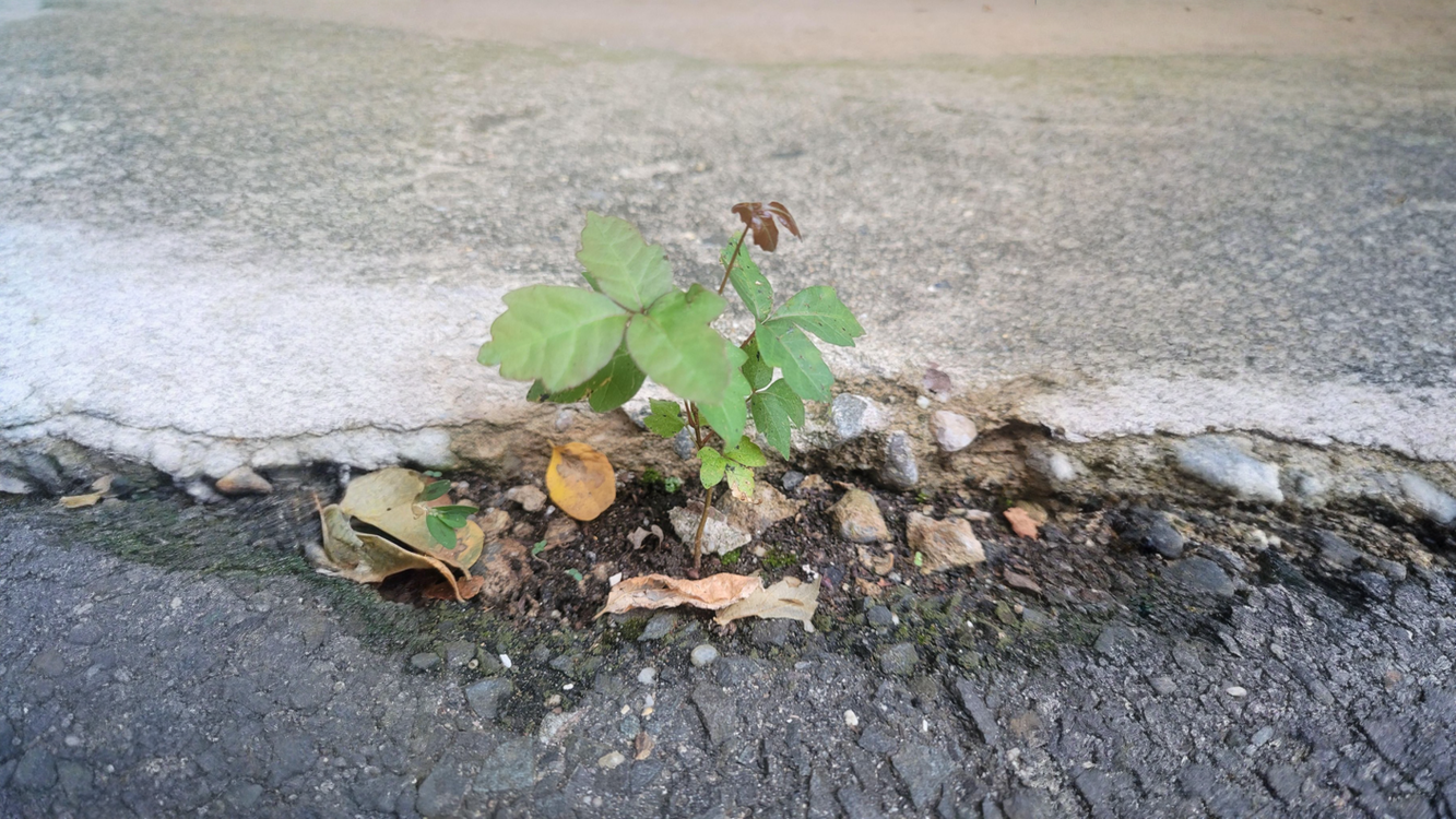 L'erbaccia che ricresce sempre nello stesso punto tra le piastrelle non e un'erbaccia: e un albero nascosto