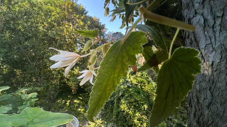 Macchie sulle foglie di begonia: la forma della macchia dice se salvarla o buttarla