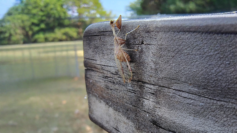 Mantispa: la finta mantide da 2 centimetri che a fine estate arriva alle luci di casa