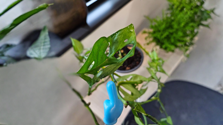 Monstera con foglie appiccicose: come capire in 5 minuti se è nettare o cocciniglia