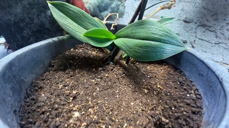 Orchidea e cubetti di ghiaccio: perché la disidrata e come leggere le radici per capire quando bagnarla