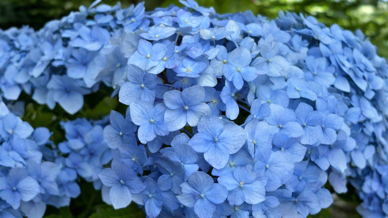 Ortensia blu: il segreto non è il pH ma l'alluminio (e quei puntini al centro del fiore)
