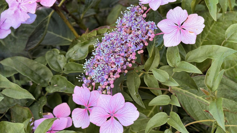 Osteospermum con i fiori chiusi: cosa sta dicendo la pianta e il taglio di fine agosto che la riaccende