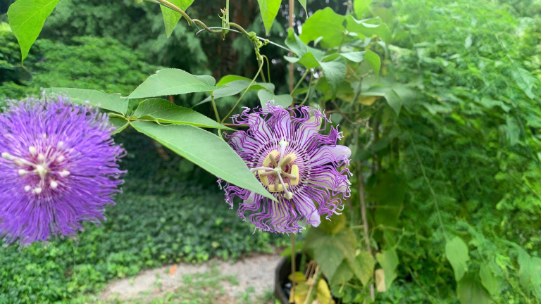 Passiflora incarnata: tanti fiori e nessun frutto? Il vero motivo e come ottenere i maypop in Italia