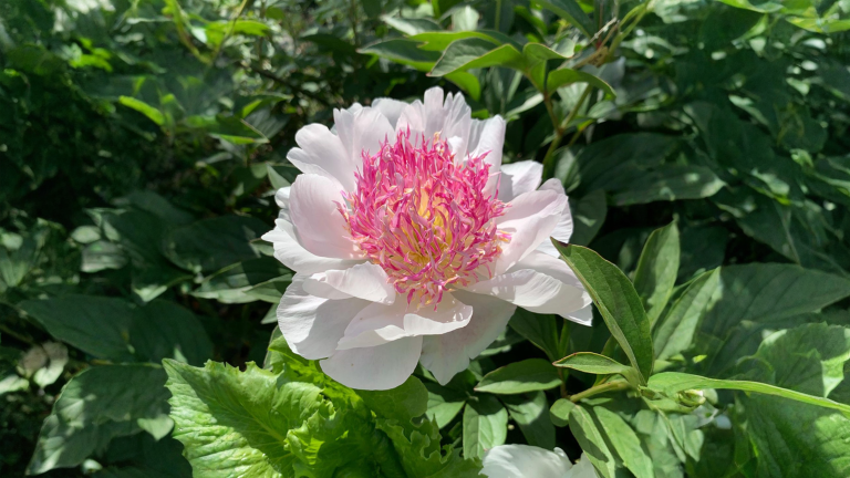 Peonia erbacea che non fiorisce: i pochi centimetri di terra che decidono tutto (e l'autunno per rimediare)