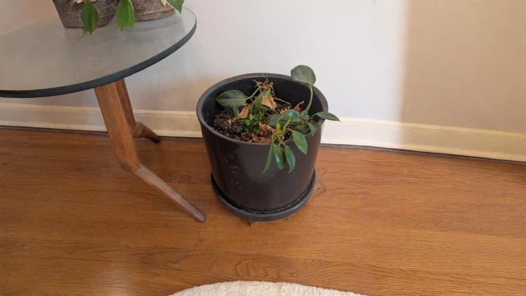 Philodendron Birkin non cresce: le foglie nuove sempre più piccole sono un allarme di luce