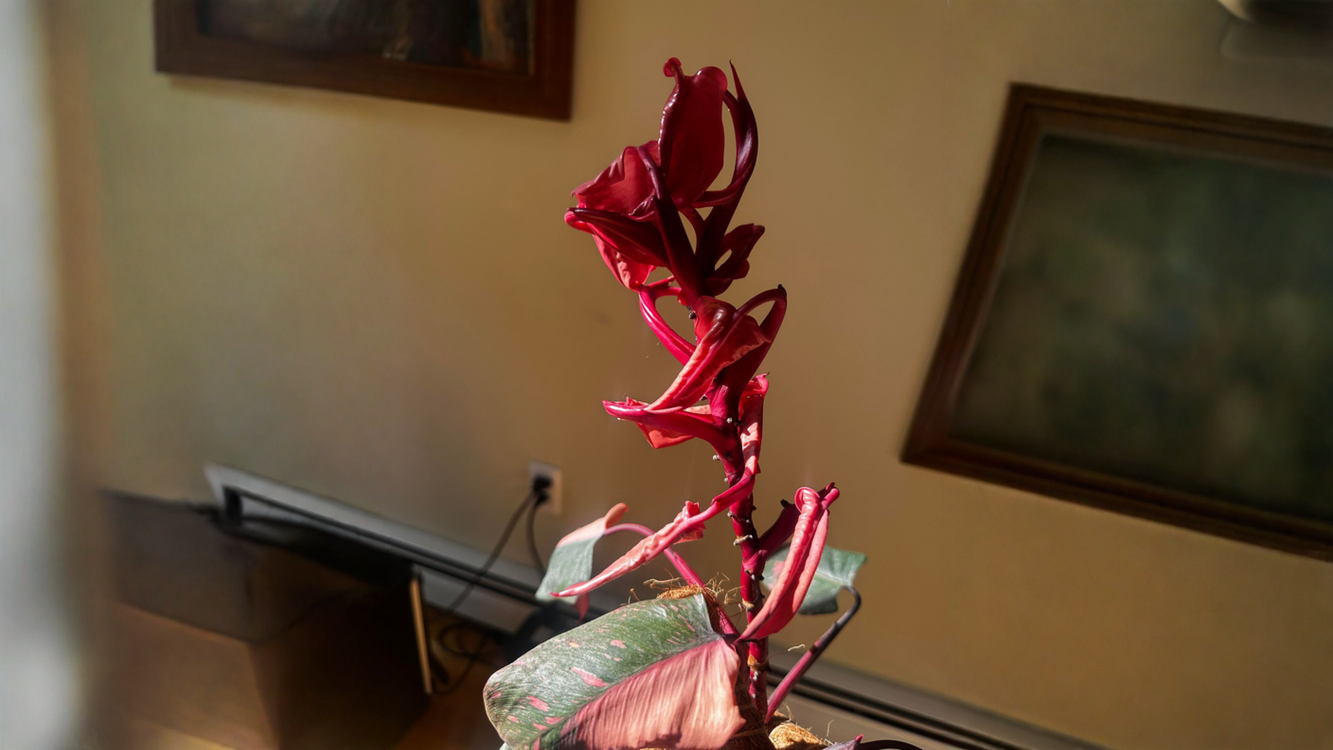 Philodendron Pink Princess con foglie rosa che non si aprono: cosa sta succedendo davvero