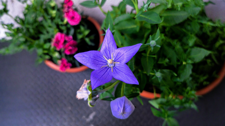 Platycodon, il fiore palloncino che in primavera sembra morto: come non ucciderlo per sbaglio