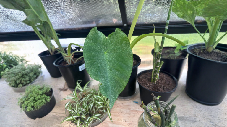 Polvere bianca sulle foglie della Colocasia: tre cause diverse e i test da 60 secondi per capire quale