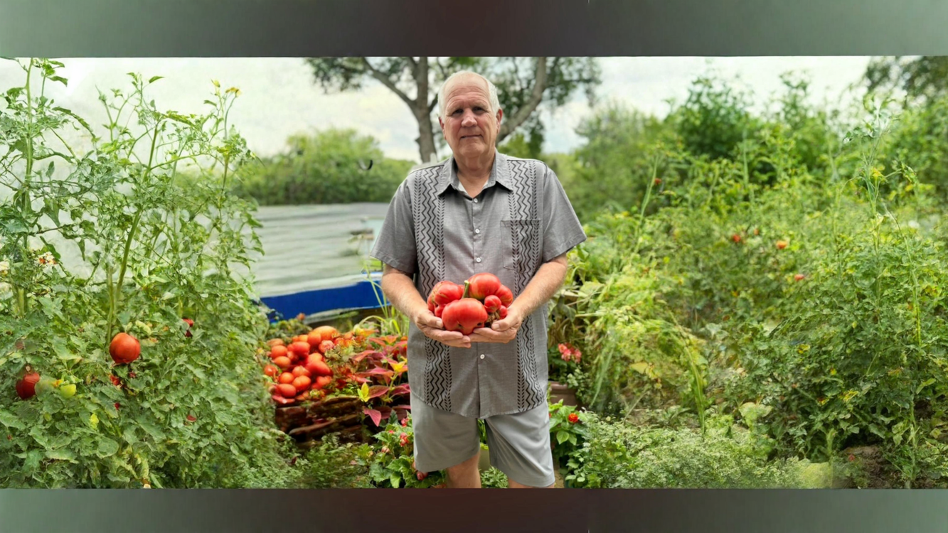 Pomodoro gigante megabloom: il fiore mostruoso che diventa un frutto da oltre un chilo
