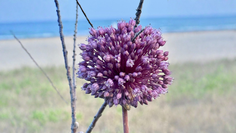 Porro selvatico in fiore: la sfera rosa che nasconde cloni già pronti