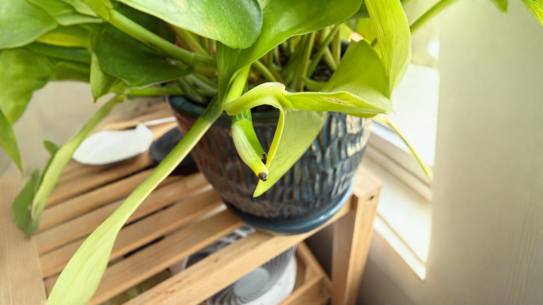 Pothos con steli senza foglie: perché lo fa e come farlo tornare a fogliare