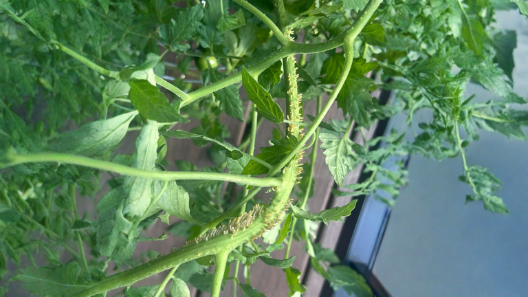 Puntini bianchi sul fusto del pomodoro: non è una malattia, sono radici che nascono