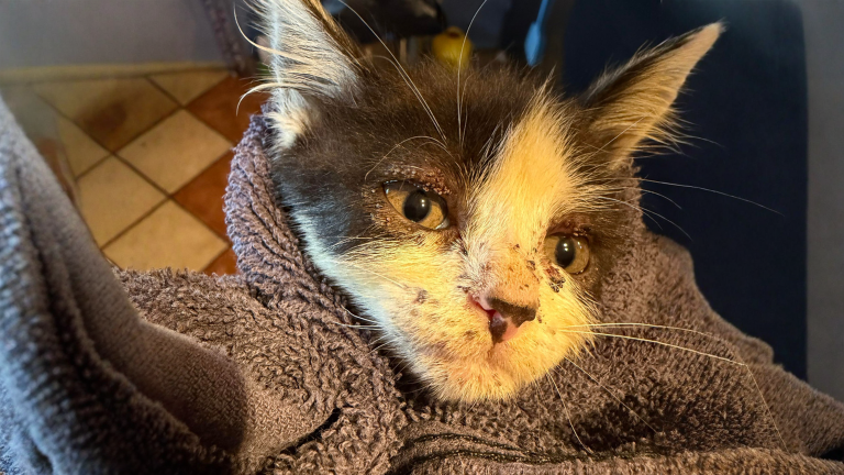 Puntini bruni sul muso del gatto: sono larve di zecca, ecco cosa fare