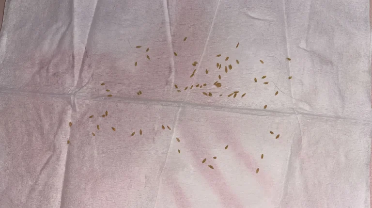 Puntini neri sul lenzuolo e prurito notturno: come riconoscere le tracce delle cimici dei letti