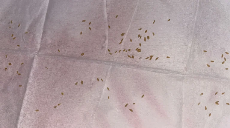 Puntini neri sul letto e prurito notturno: la guida per riconoscere gli escrementi delle pulci del gatto