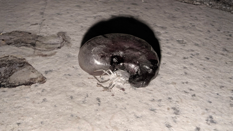 Quel fagiolo rossastro caduto in terrazzo è una zecca ingorgata: cosa ti sta dicendo davvero