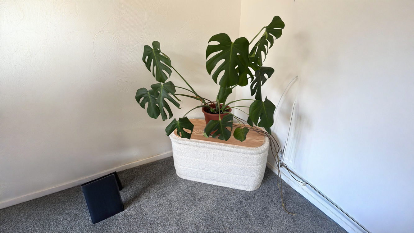 Radici aeree della Monstera: cosa fare con quelle stecche marroni che escono dal fusto