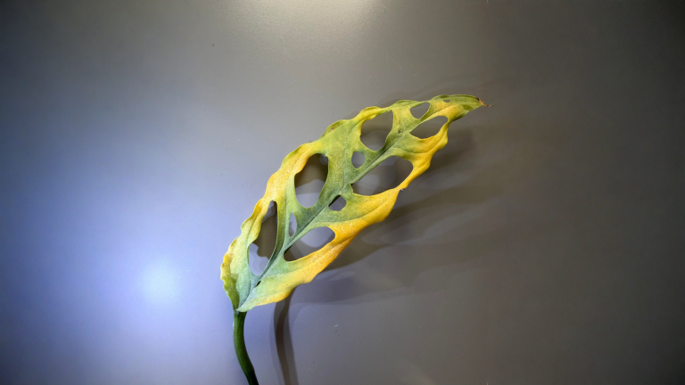 Ragnetto rosso sulla Monstera: perché ritorna sempre e il piano di 21 giorni che funziona