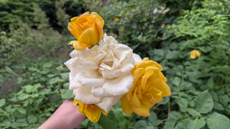 Rose con fiori di due colori sulla stessa pianta: i tre indizi per capire cosa sta succedendo