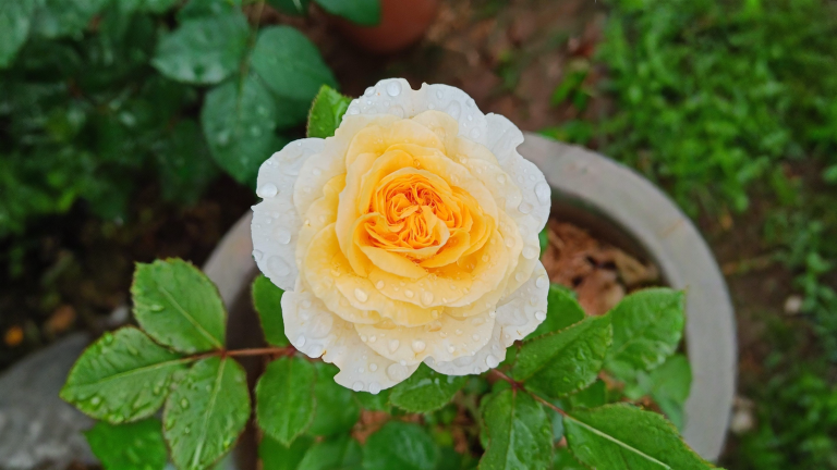 Rose inglesi in Italia: perché la fioritura da catalogo arriva a ottobre e non a maggio