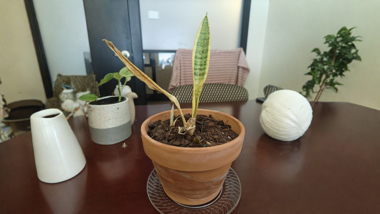 Sansevieria con foglie molli alla base: perché due piante gemelle finiscono diverse