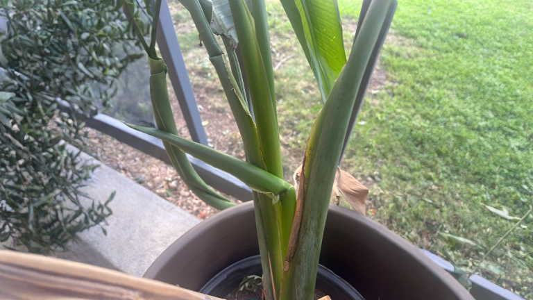 Strelitzia con le foglie che si piegano dopo il rinvaso: perché succede e cosa fare davvero