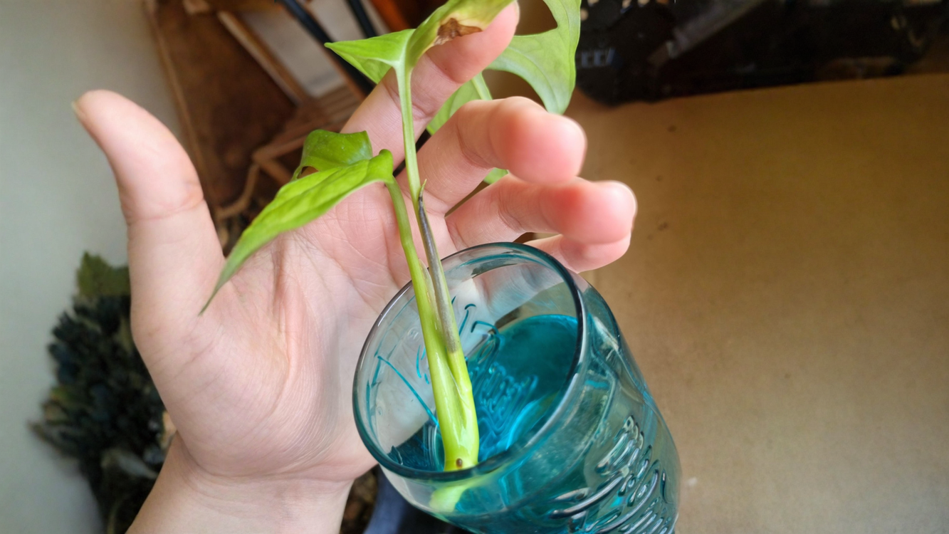 Talea di Monstera in acqua con la foglia nera: perché succede e come salvare il nodo