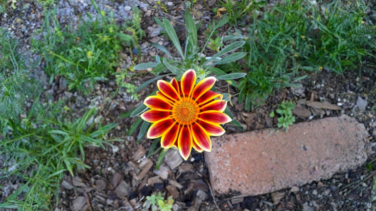 Talea di gazania: come salvare il colore che ami e farlo tornare ogni anno