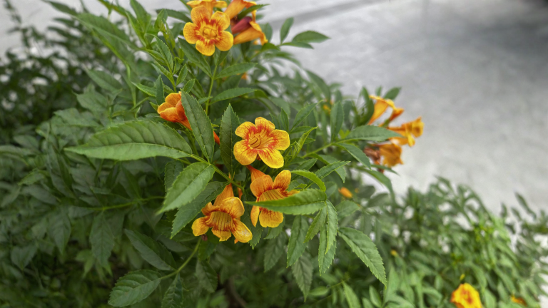 Tecoma stans: il taglio che porta i fiori gialli da giugno a novembre