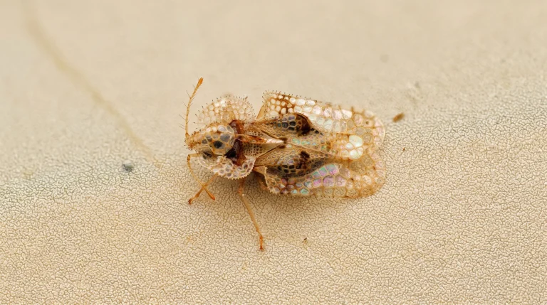 Tingide della quercia: la cimice a vetrata che scolora le querce e in autunno entra in casa