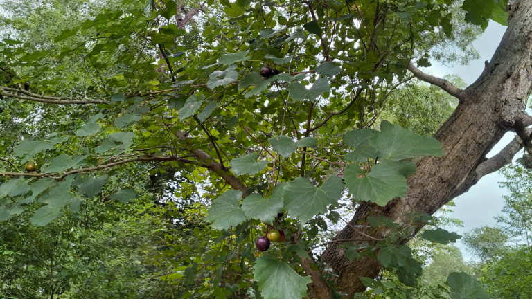 Uva selvatica sugli alberi: come capire in 60 secondi se si mangia o è un sosia velenoso